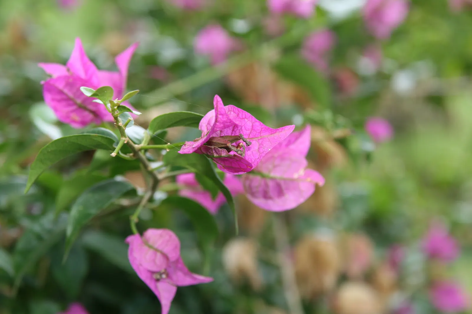 Bougainvillea (Bougainvillea Spectabilis) — paper-like bracts that encircle tiny; as Bougainvilleas bloom on new growth, image 49