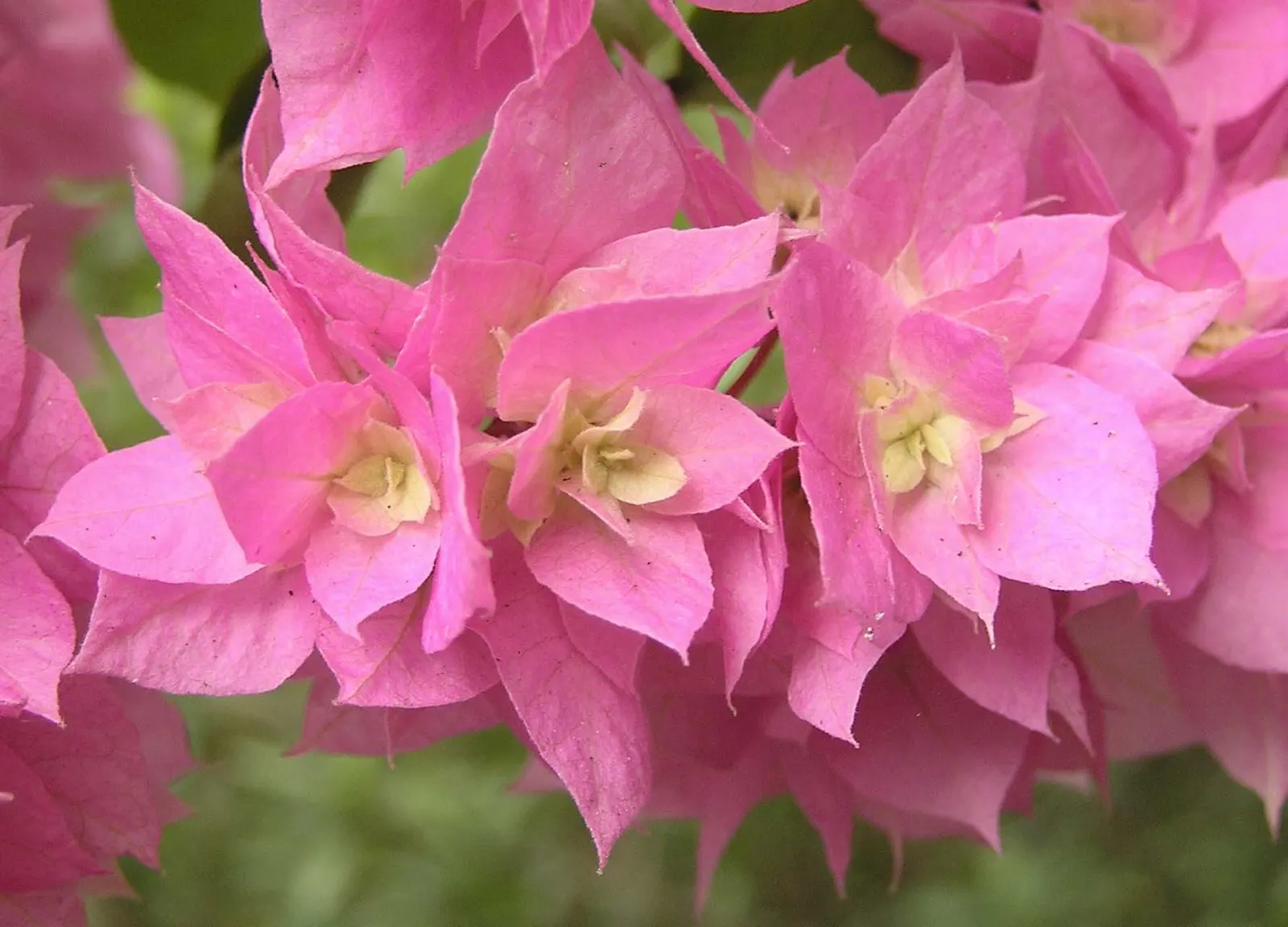 Bougainvillea (Bougainvillea Spectabilis) — or orange create a spectacular display against the plant's deep green; such as a trellis or fence, image 51