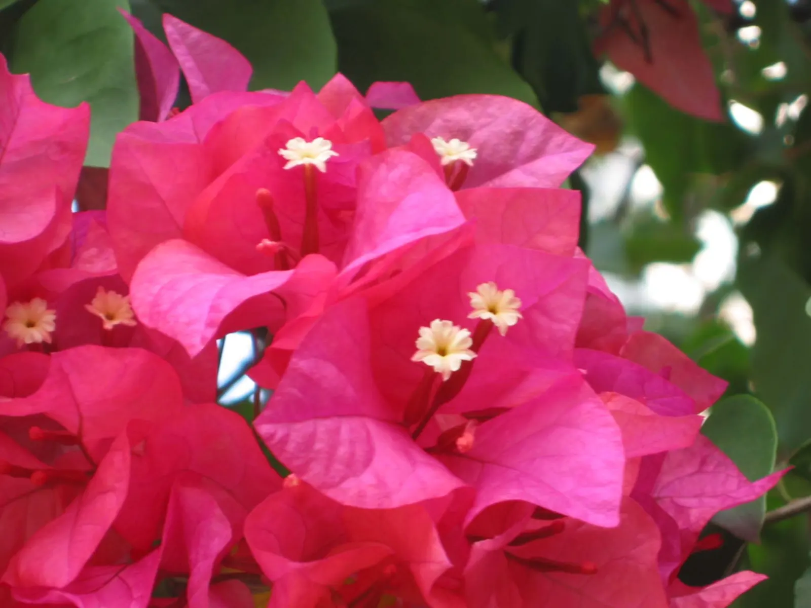 Bougainvillea (Bougainvillea Spectabilis) — to climb and showcase its beauty effectively; pink and red flowers in the garden, image 56