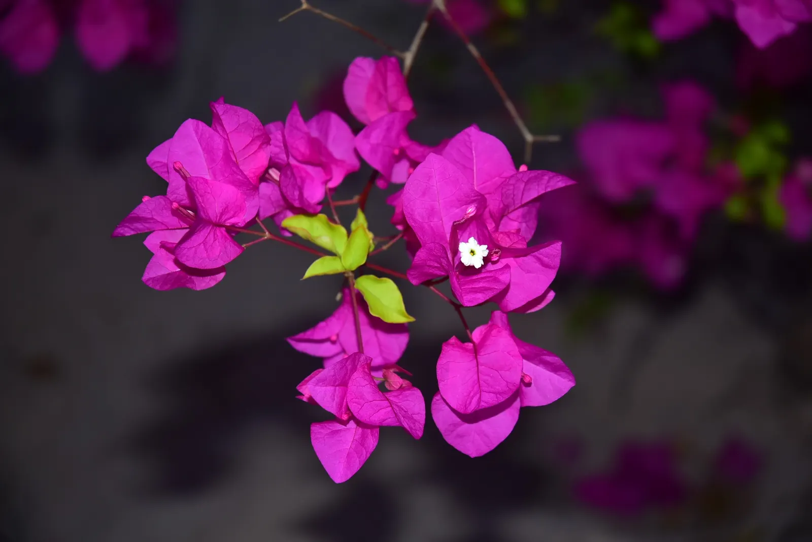 Bougainvillea (Bougainvillea Spectabilis) — they can be grown outdoors year-round; and can be done at any time, image 62