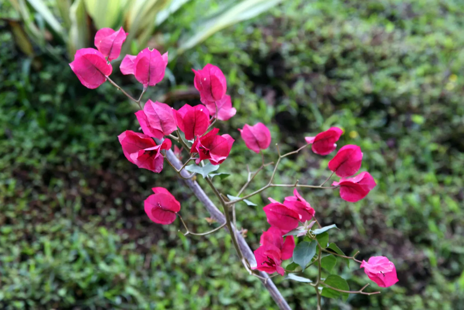 Bougainvillea (Bougainvillea Spectabilis) — such as a trellis or fence; slow-release fertilizer during their active growth periods in spring and, image 55