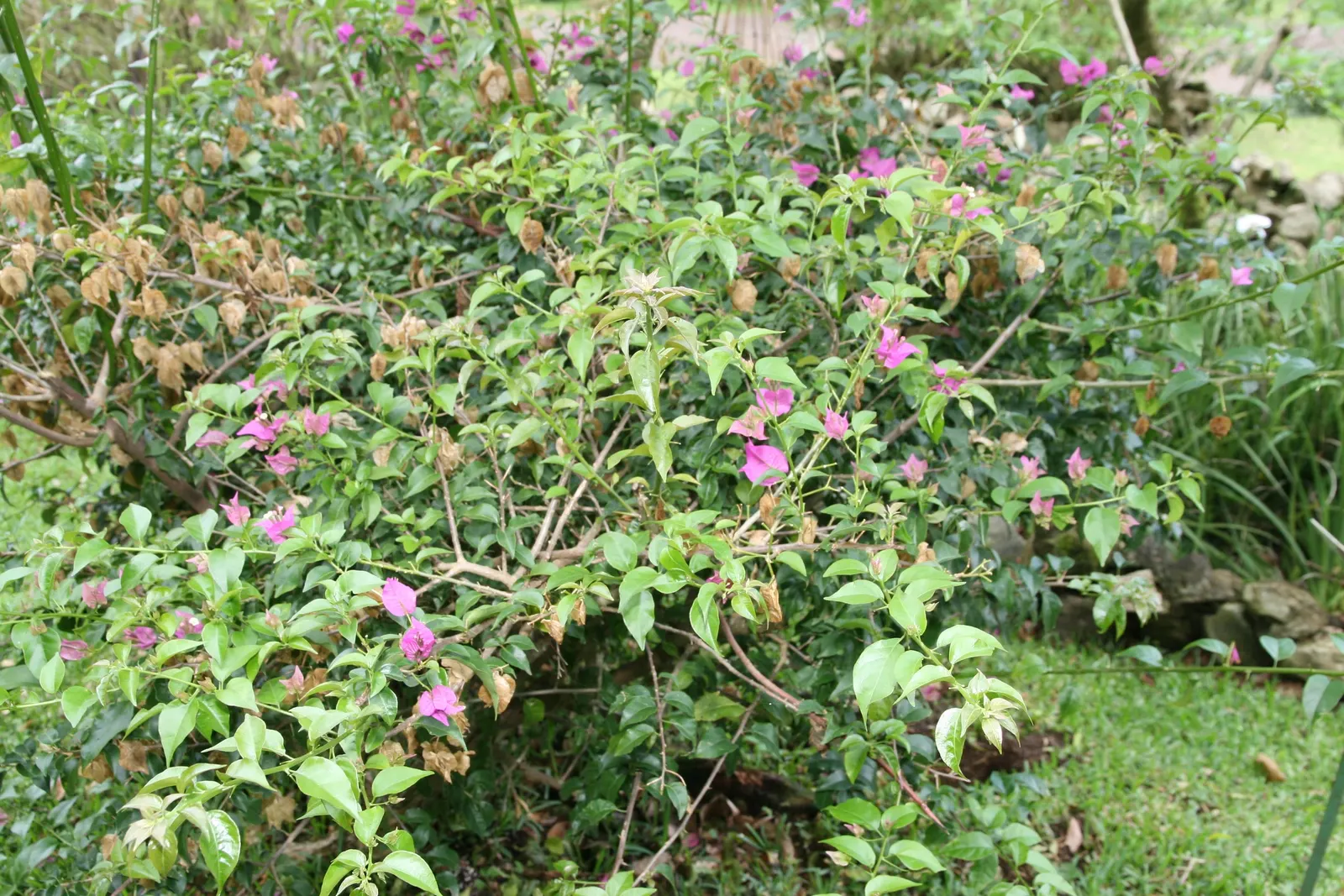 Bougainvillea (Bougainvillea Spectabilis) — Bracts in vibrant hues of purple; woody vine famed for its lush