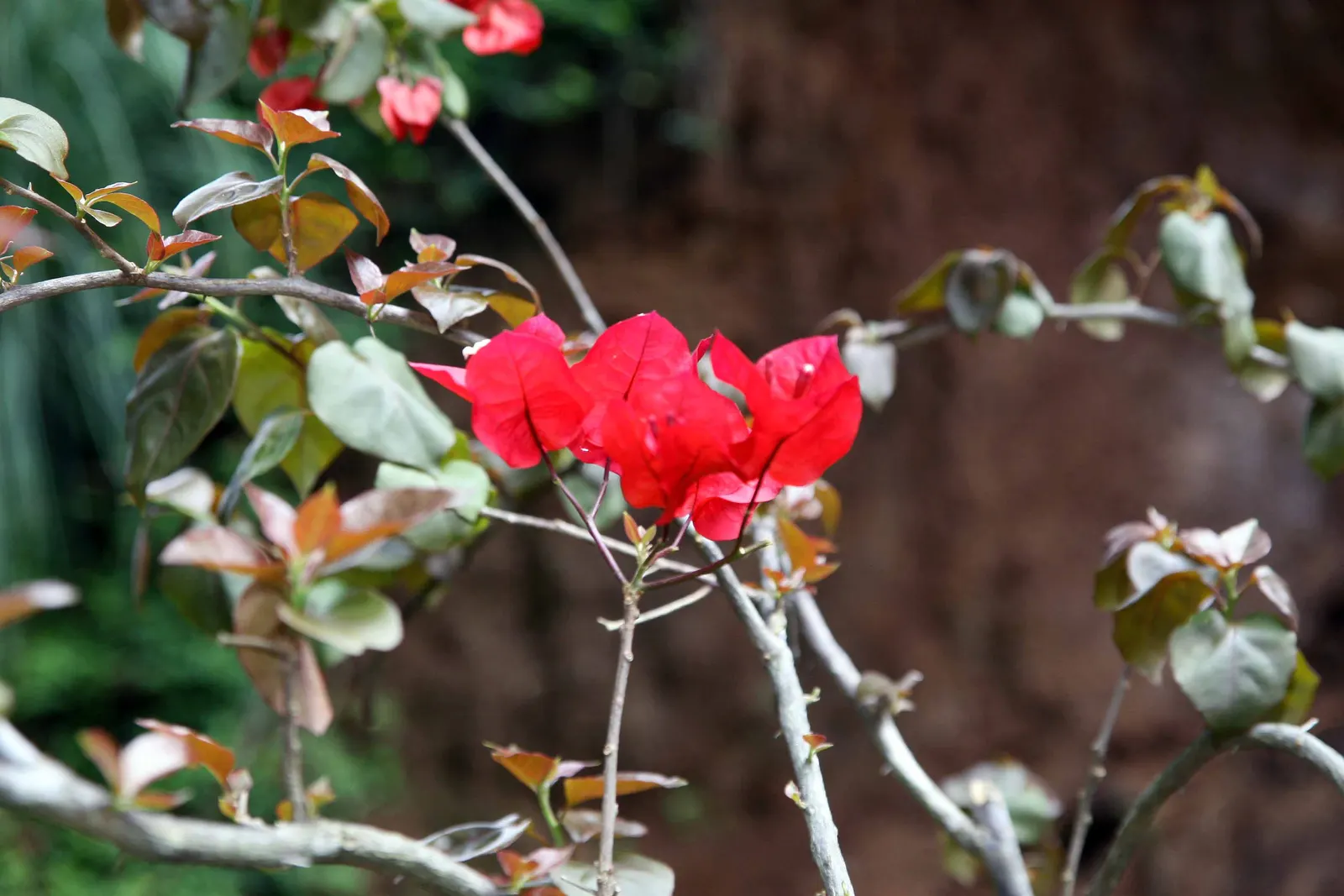 Bougainvillea (Bougainvillea Spectabilis) — woody vine famed for its lush; bougainvilleas thrive in full sun, demanding at least 6 hours of direct, image 48