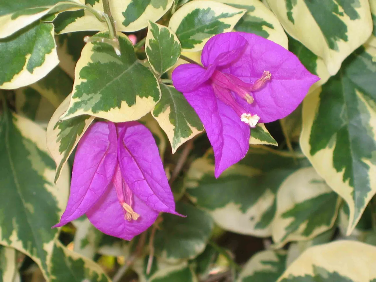 Bougainvillea (Bougainvillea Spectabilis) — paper-like bracts that encircle tiny; as Bougainvilleas bloom on new growth