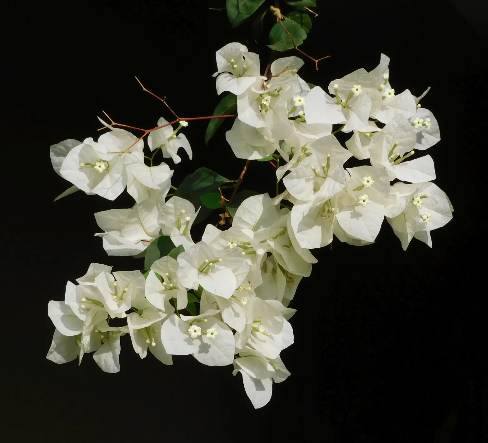 Bougainvillea (Bougainvillea Spectabilis) — Bracts in vibrant hues of purple; woody vine famed for its lush, image 73