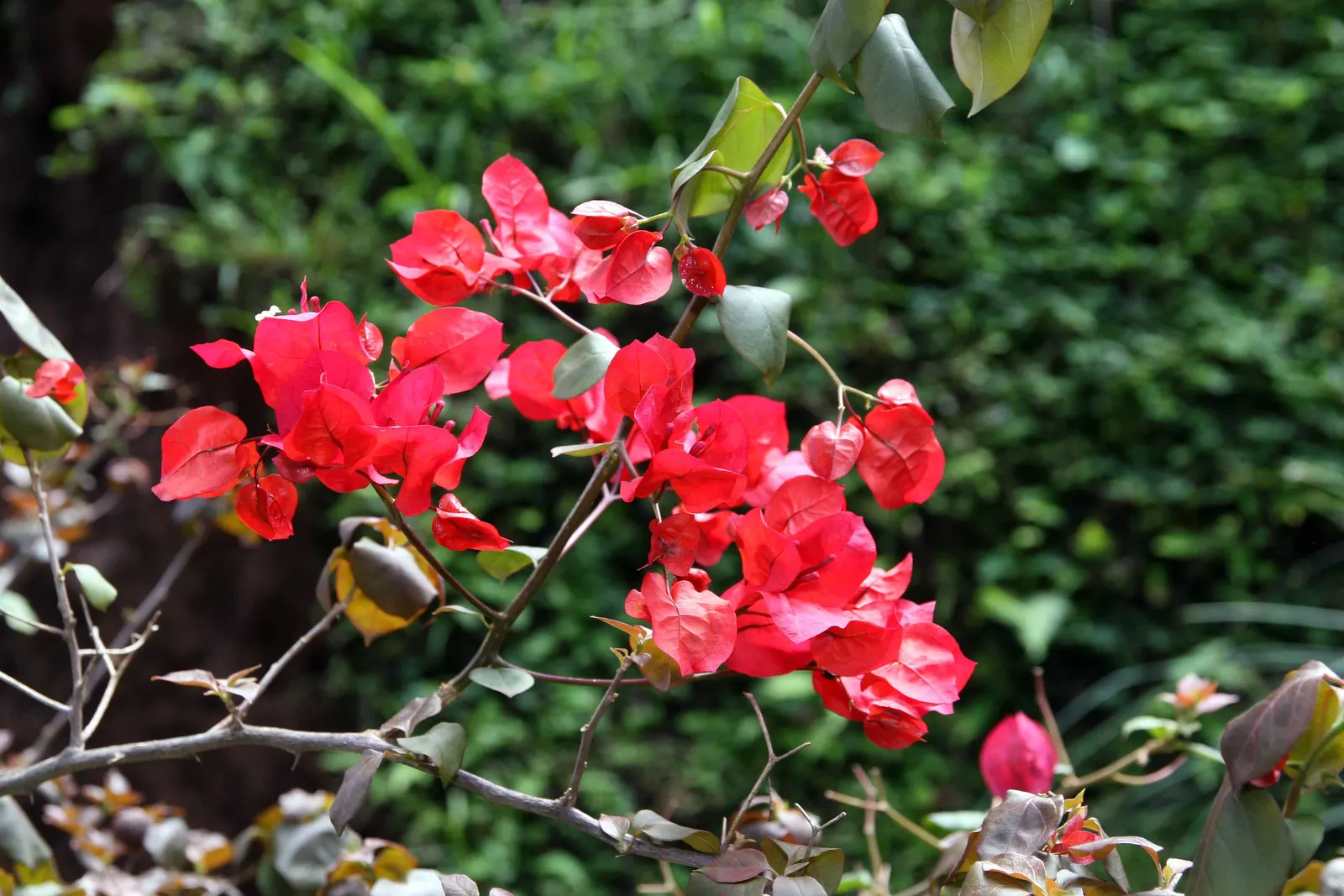 Bougainvillea (Bougainvillea Spectabilis) — or orange create a spectacular display against the plant's deep green