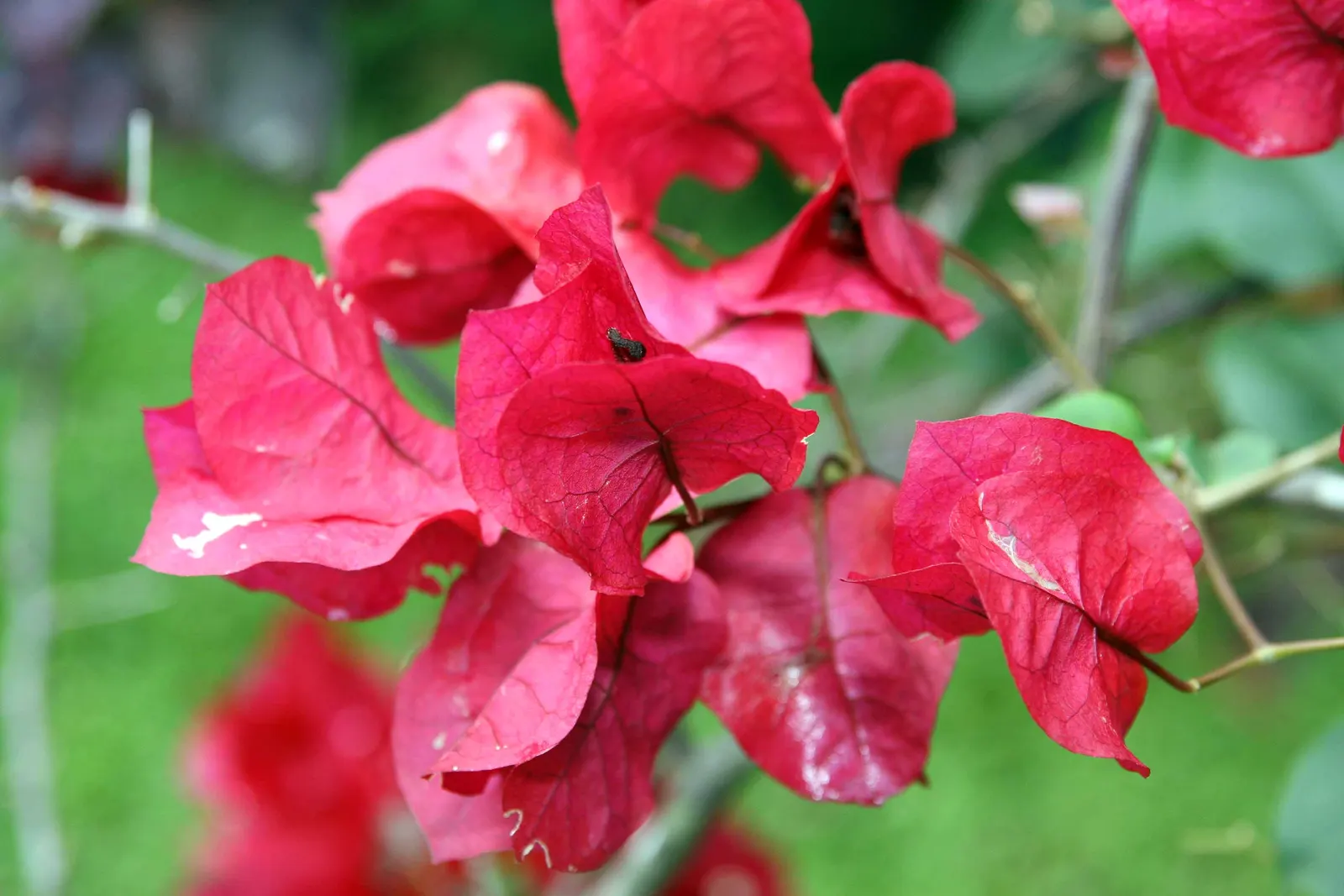 Bougainvillea (Bougainvillea Spectabilis) — slow-release fertilizer during their active growth periods in spring and summer; paper-like bracts that, image 60
