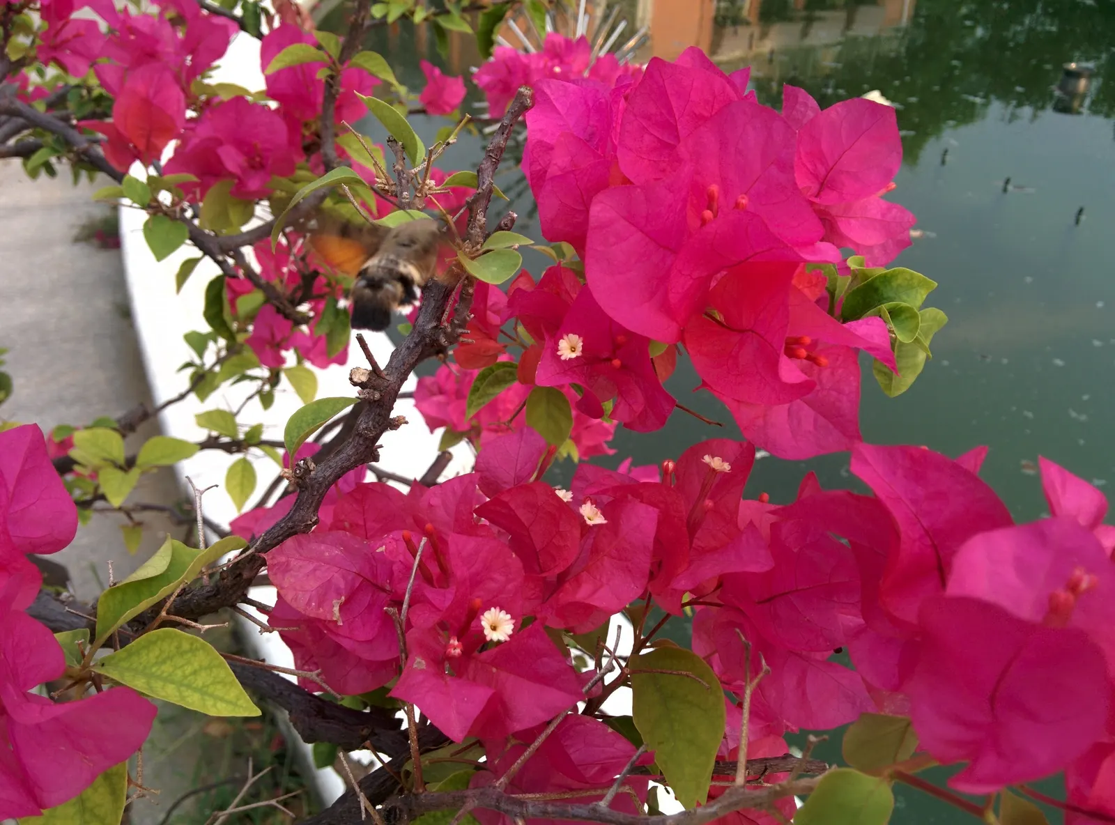 Bougainvillea (Bougainvillea Spectabilis) — the Bougainvillea spectabilis will reward the landscape with its breathtaking color and lush green foliage; in USDA