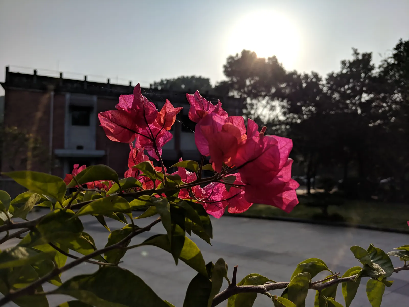 Bougainvillea (Bougainvillea Spectabilis) — vine with pink and red blooms