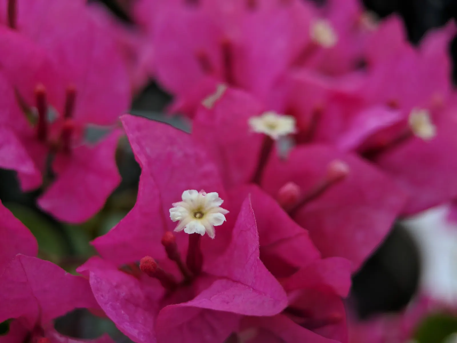 Bougainvillea (Bougainvillea Spectabilis) — They prefer well-draining soil and are relatively drought-tolerant, image 35