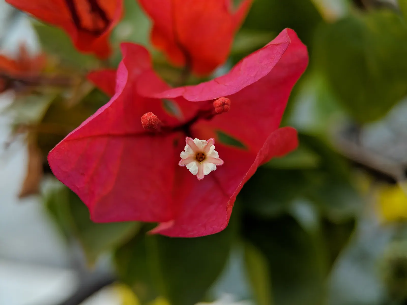 Bougainvillea (Bougainvillea Spectabilis) — or orange create a spectacular display against the plant's deep green; such as a trellis or fence