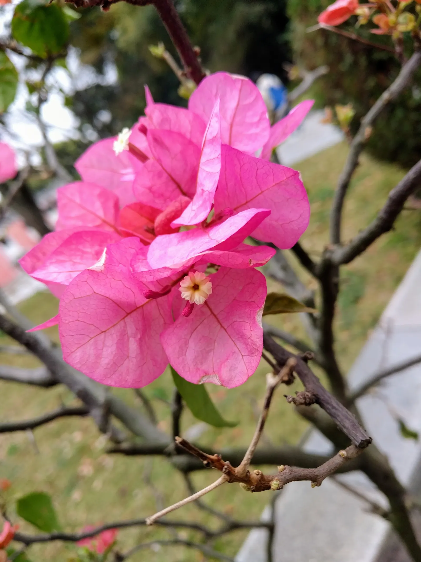 Bougainvillea (Bougainvillea Spectabilis) — is a vibrant and hardy perennial vine that brings a lush and tropical flair to any landscape design