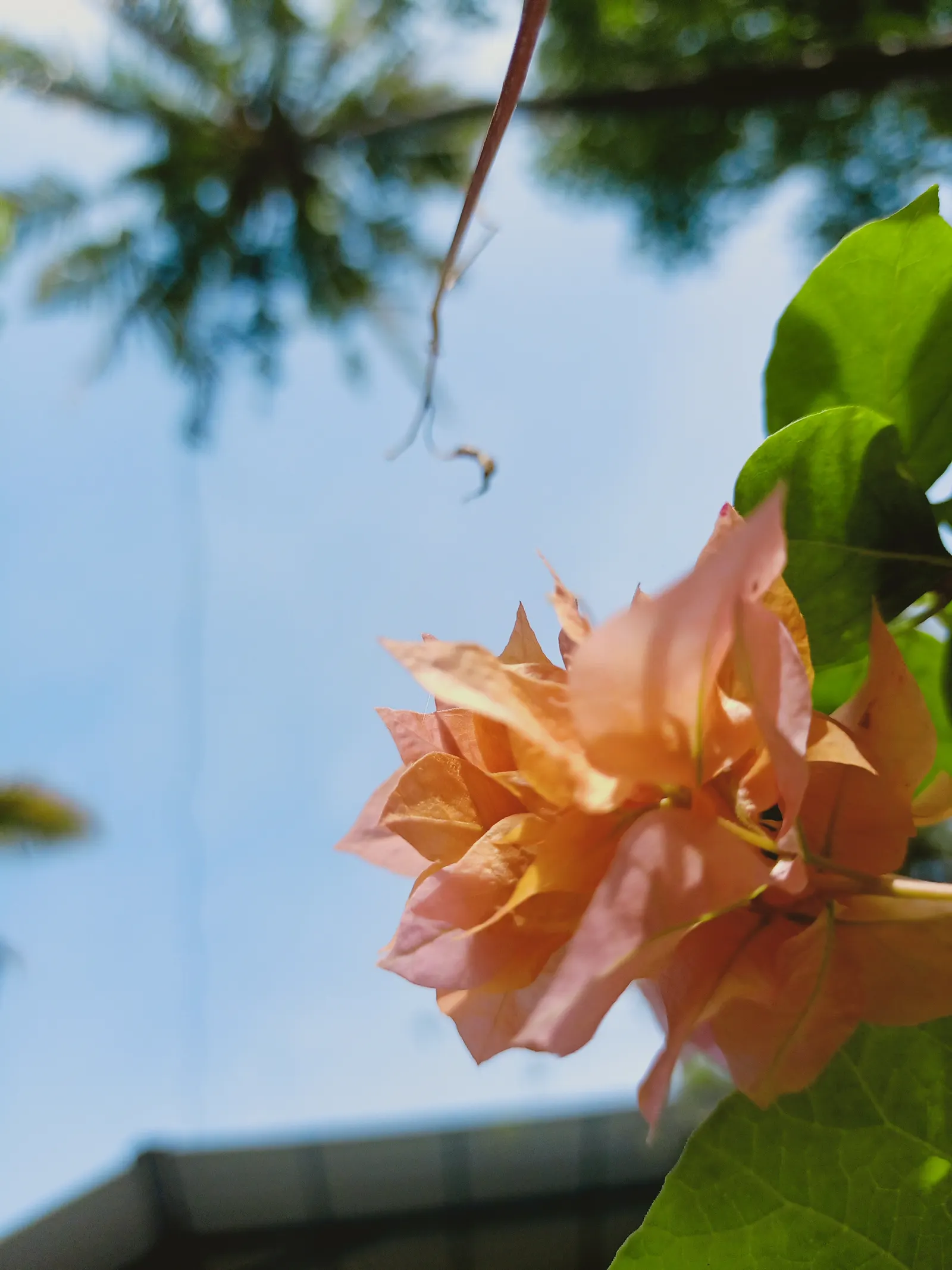 Bougainvillea (Bougainvillea Spectabilis) — such as a trellis or fence; slow-release fertilizer during their active growth periods in spring and summer