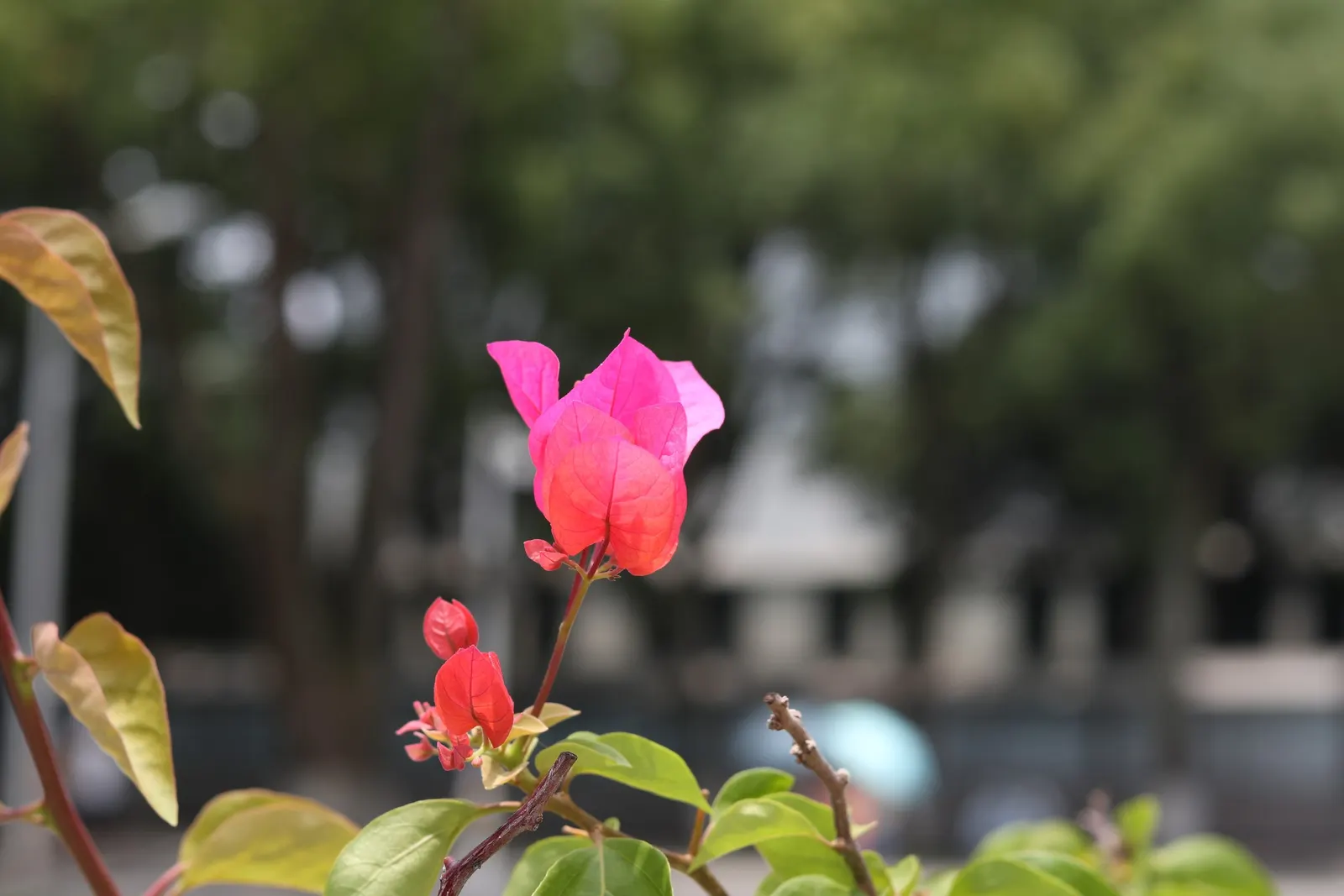 Bougainvillea (Bougainvillea Spectabilis) — providing a dazzling pop of color in warm climates; vine for full