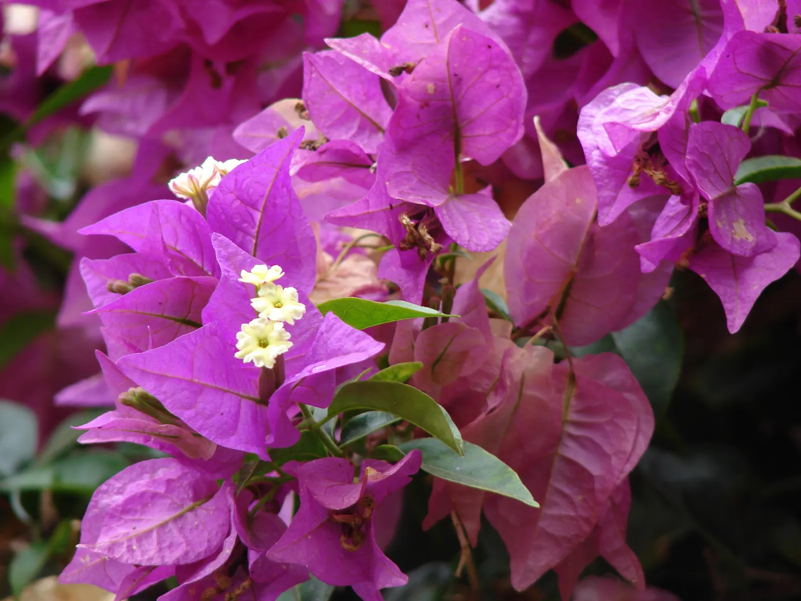 Bougainvillea (Bougainvillea Spectabilis) — making it an ideal choice for a show-stopping garden feature; vine with pink and red blooms