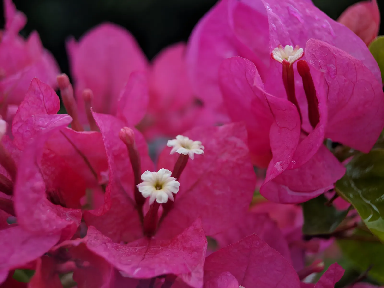Bougainvillea (Bougainvillea Spectabilis) — Bougainvilleas thrive in full sun, demanding at least 6 hours of direct sunlight daily to bloom abundantly; or