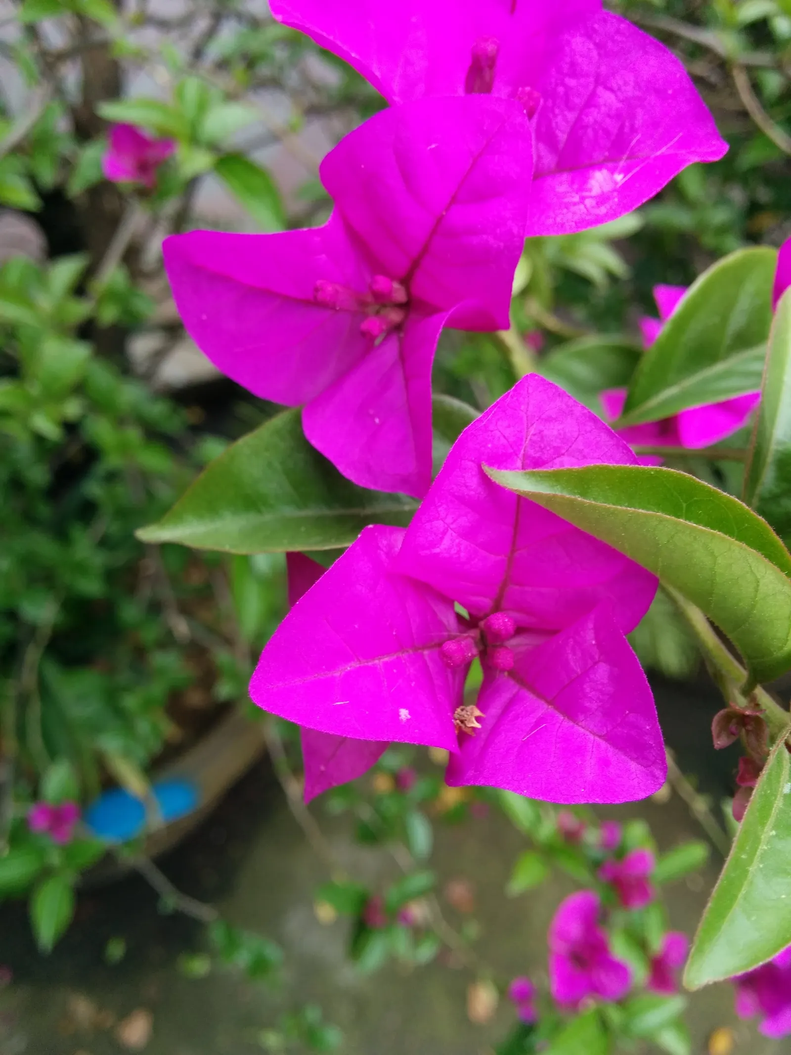 Bougainvillea (Bougainvillea Spectabilis) — Bracts in vibrant hues of purple; woody vine famed for its lush, image 50