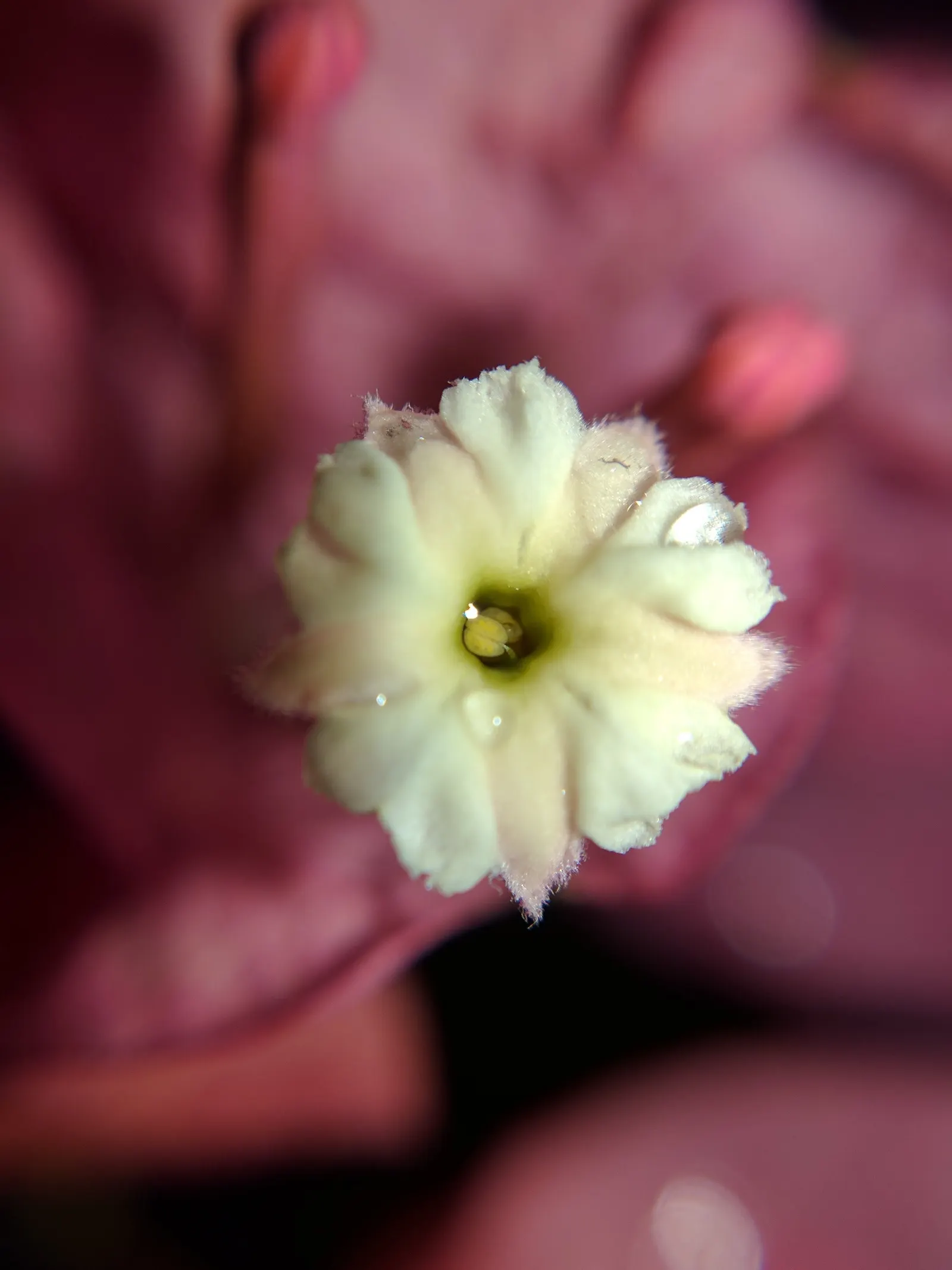 Bougainvillea (Bougainvillea Spectabilis) — but they appreciate a balanced; the Bougainvillea spectabilis will reward the landscape with its, image 59
