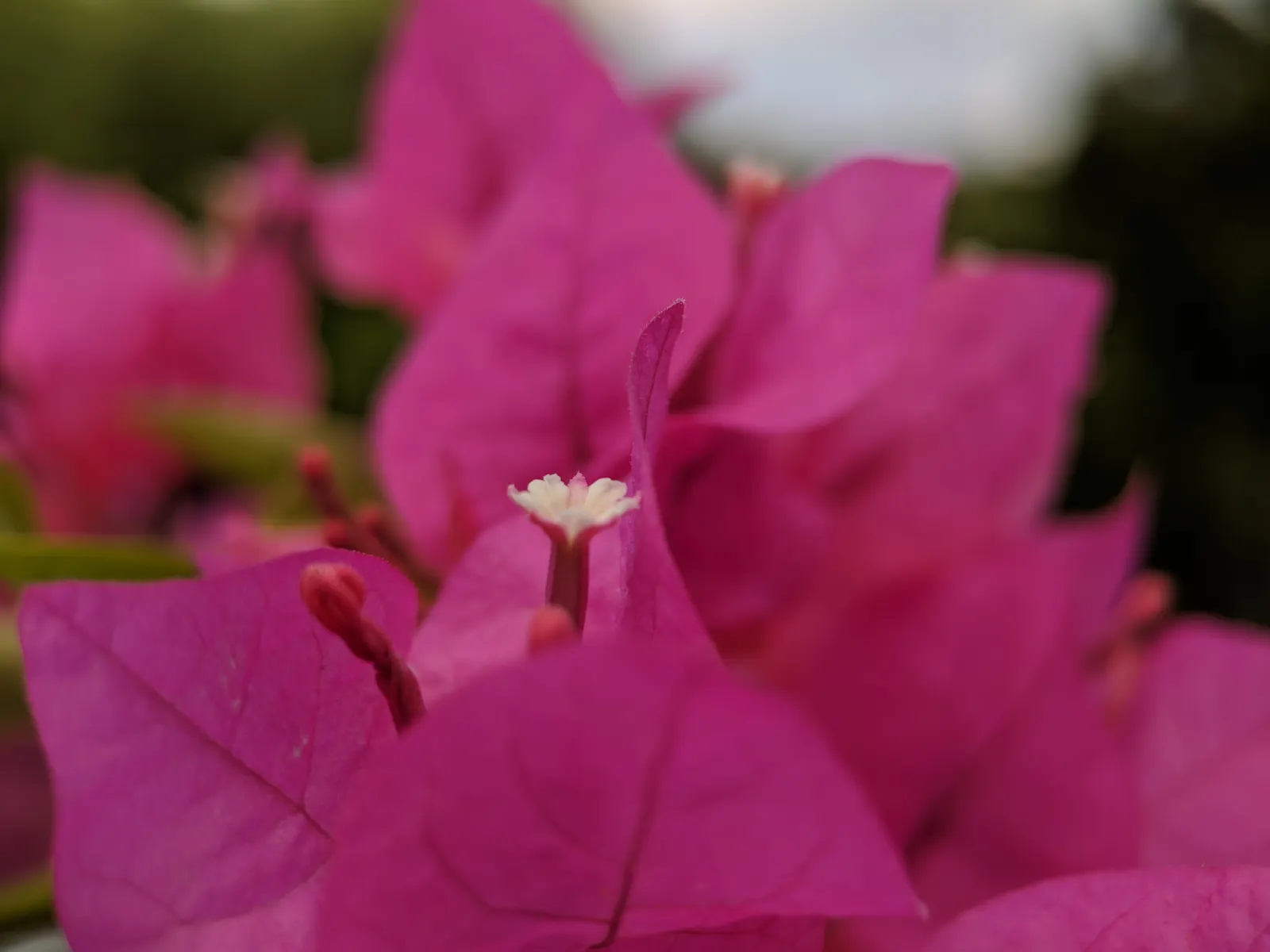 Bougainvillea (Bougainvillea Spectabilis) — vine for full; making it an ideal choice for a show-stopping garden feature, image 69