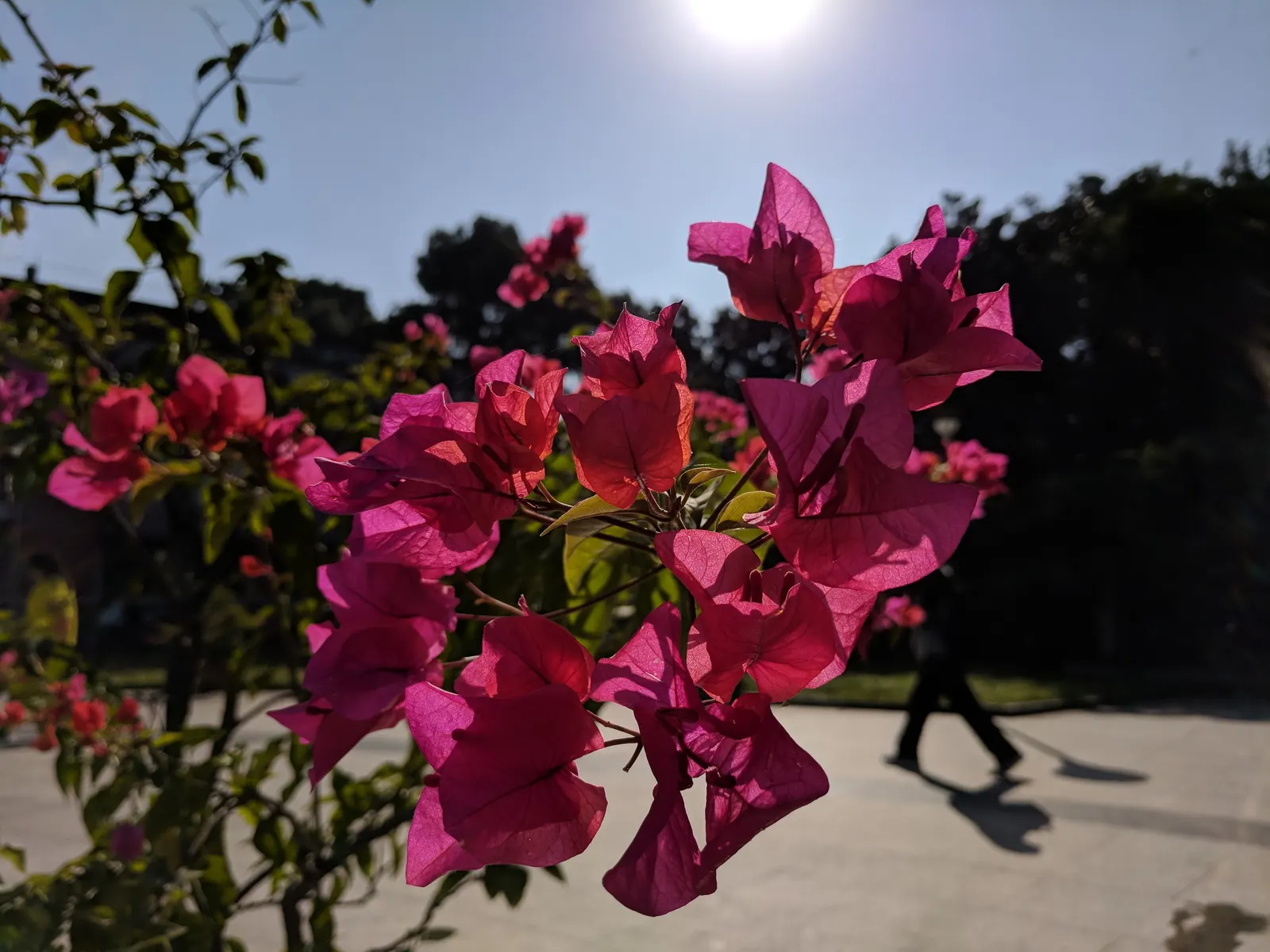 Bougainvillea (Bougainvillea Spectabilis) — providing a dazzling pop of color in warm climates; vine for full, image 53