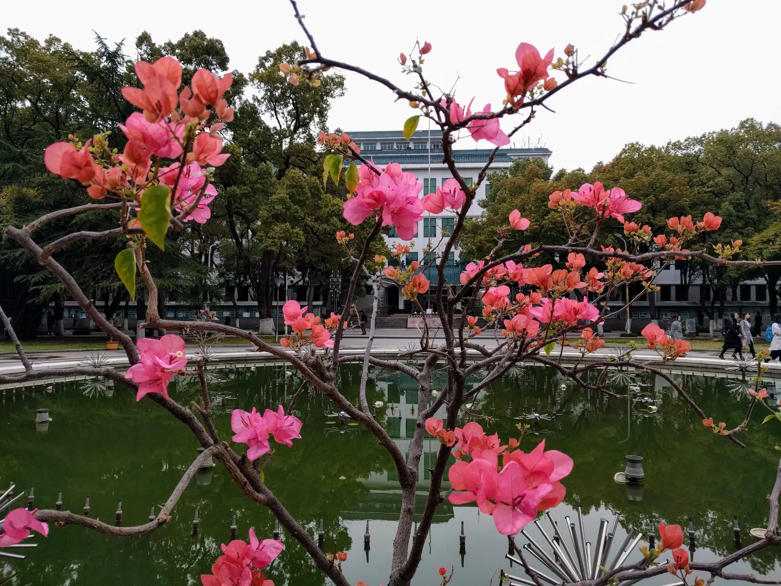 Bougainvillea (Bougainvillea Spectabilis) — the Bougainvillea spectabilis will reward the landscape with its breathtaking color and lush green foliage