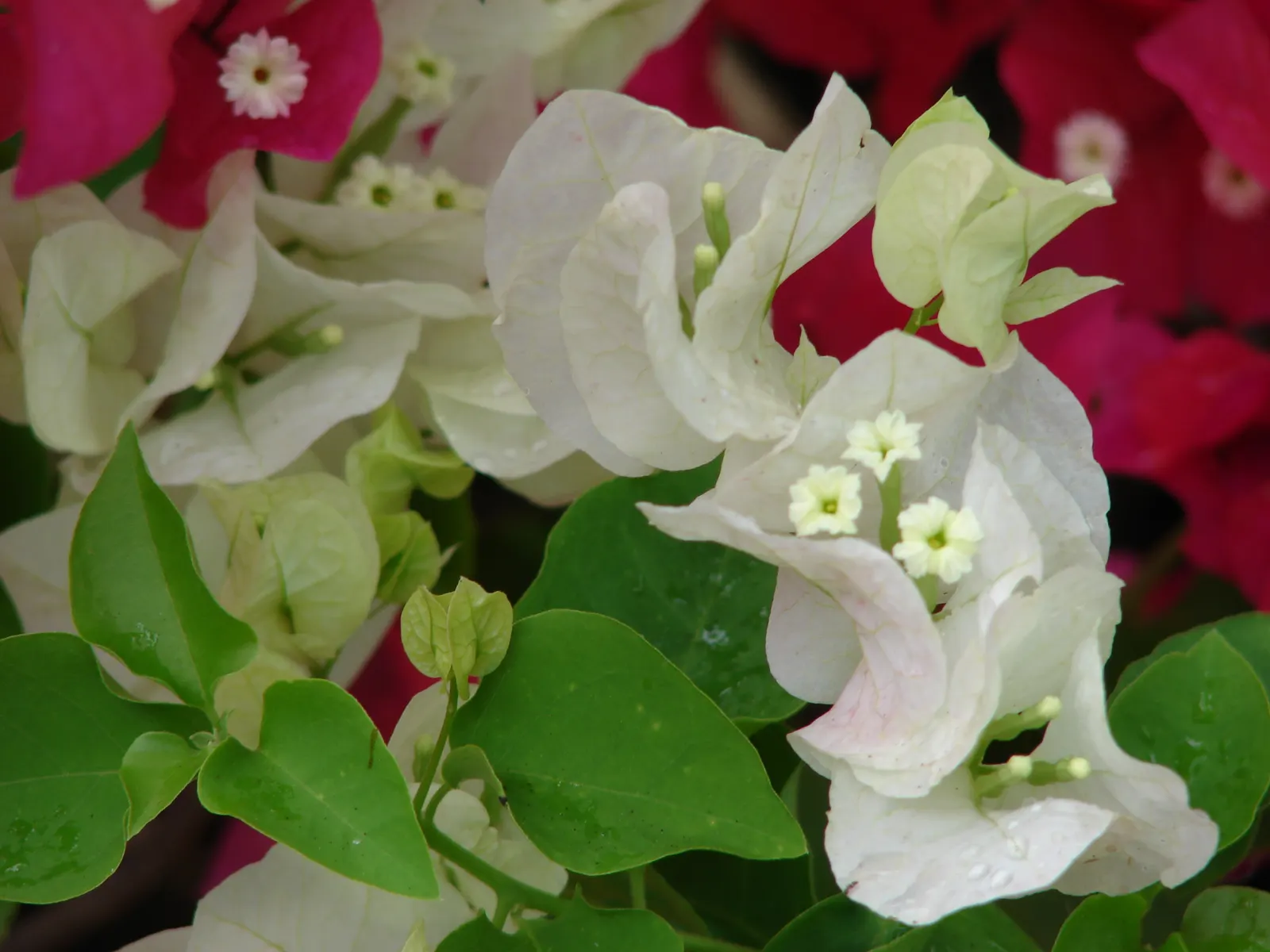 Bougainvillea (Bougainvillea Spectabilis) — In USDA zones 9 through 11; to climb and showcase its beauty effectively