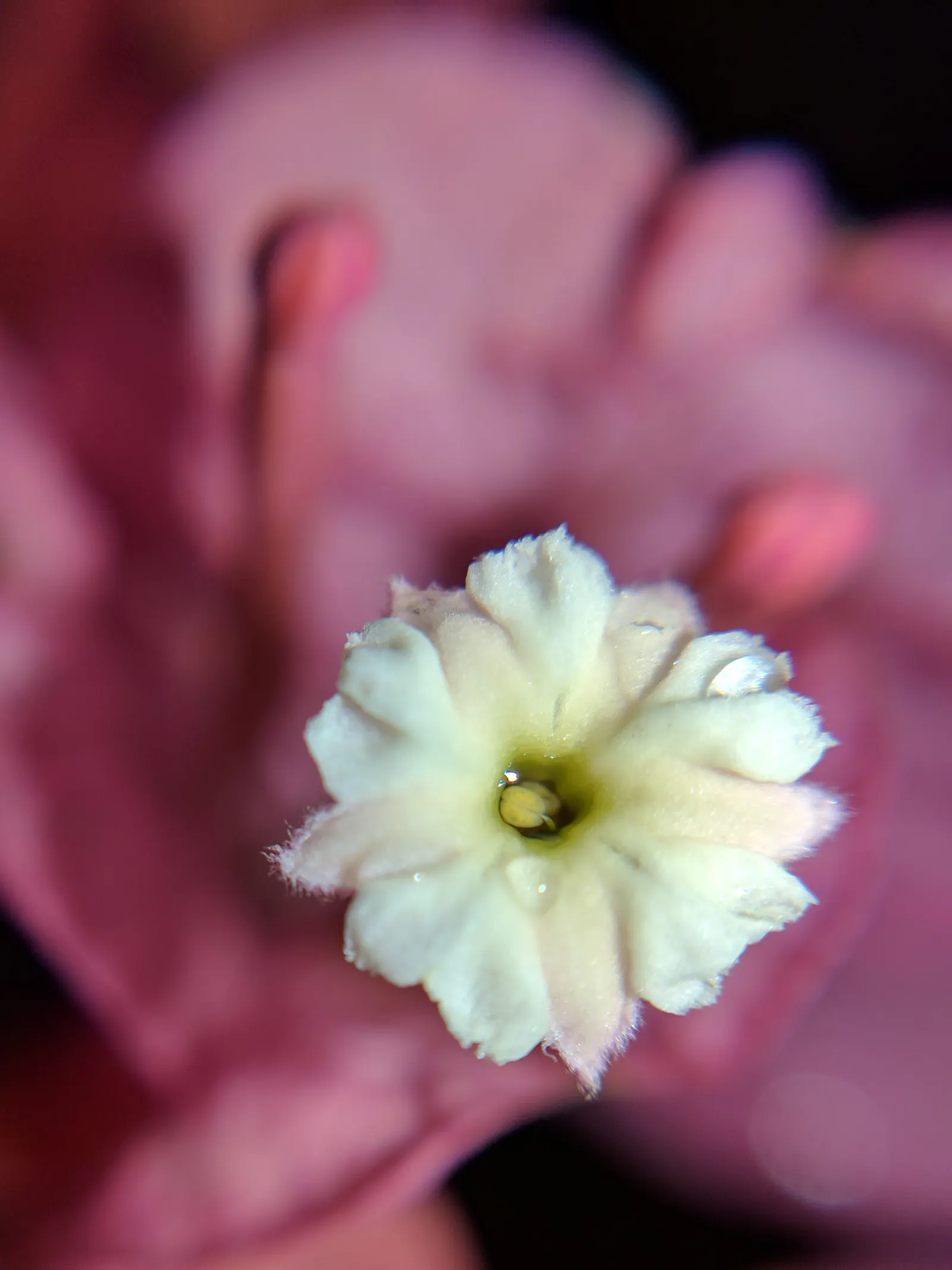 Bougainvillea (Bougainvillea Spectabilis) — commonly known as Bougainvillea