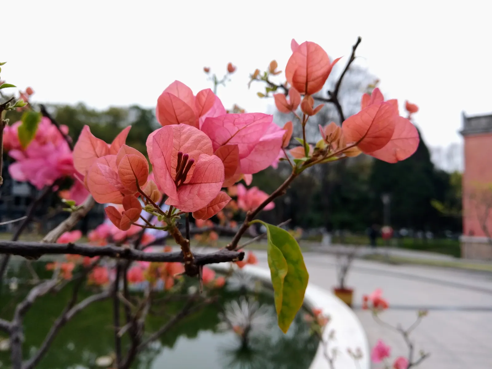 Bougainvillea (Bougainvillea Spectabilis) — providing a dazzling pop of color in warm climates; vine for full, image 76