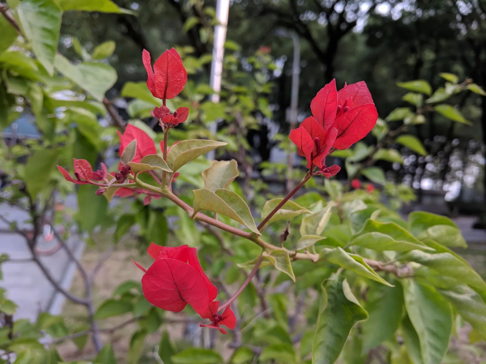 Bougainvillea (Bougainvillea Spectabilis) — commonly known as Bougainvillea; bracts in vibrant hues of purple, image 47