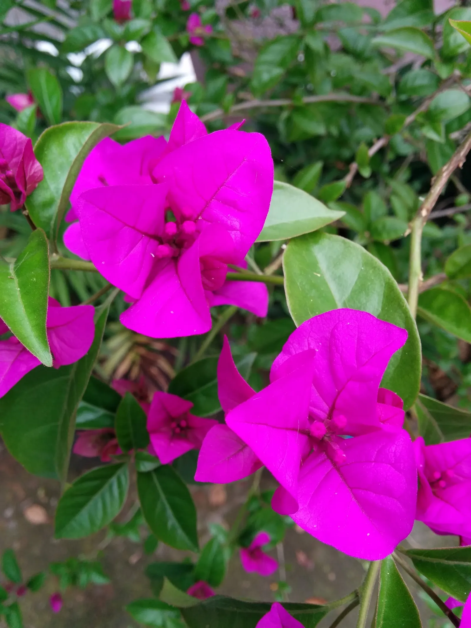 Bougainvillea (Bougainvillea Spectabilis) — vine for full