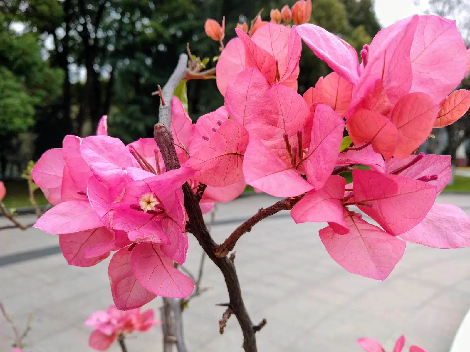 Bougainvillea (Bougainvillea Spectabilis) — They prefer well-draining soil and are relatively drought-tolerant