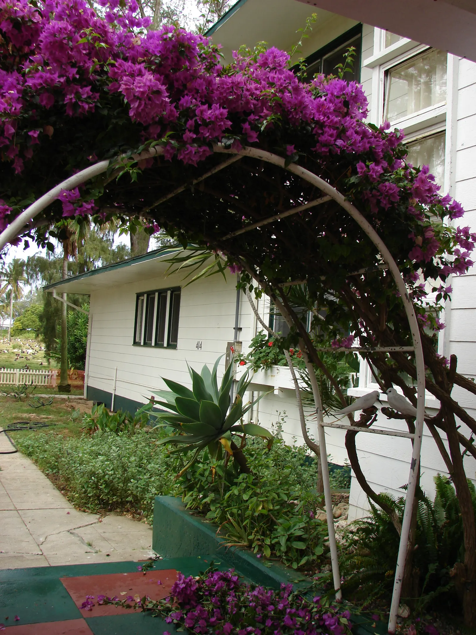 Bougainvillea (Bougainvillea Spectabilis) — They prefer well-draining soil and are relatively drought-tolerant, image 81