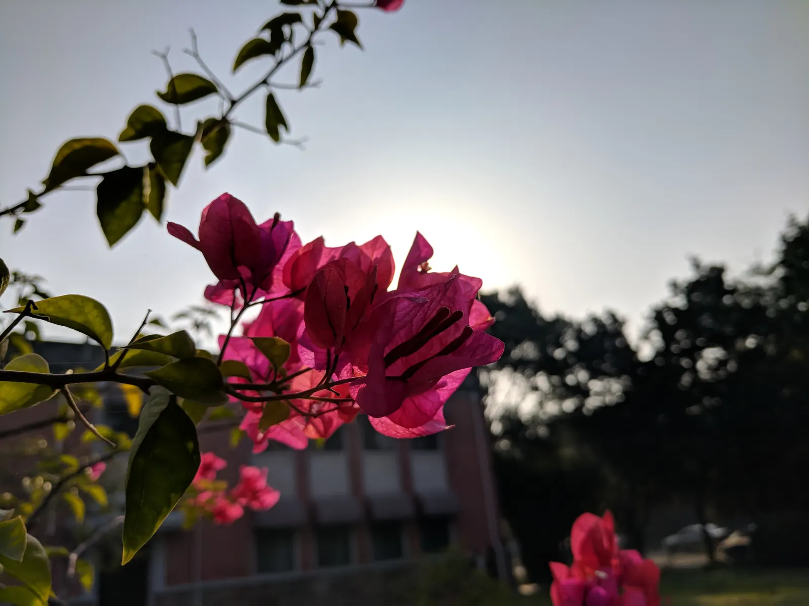 Bougainvillea (Bougainvillea Spectabilis) — pink and red flowers in the garden