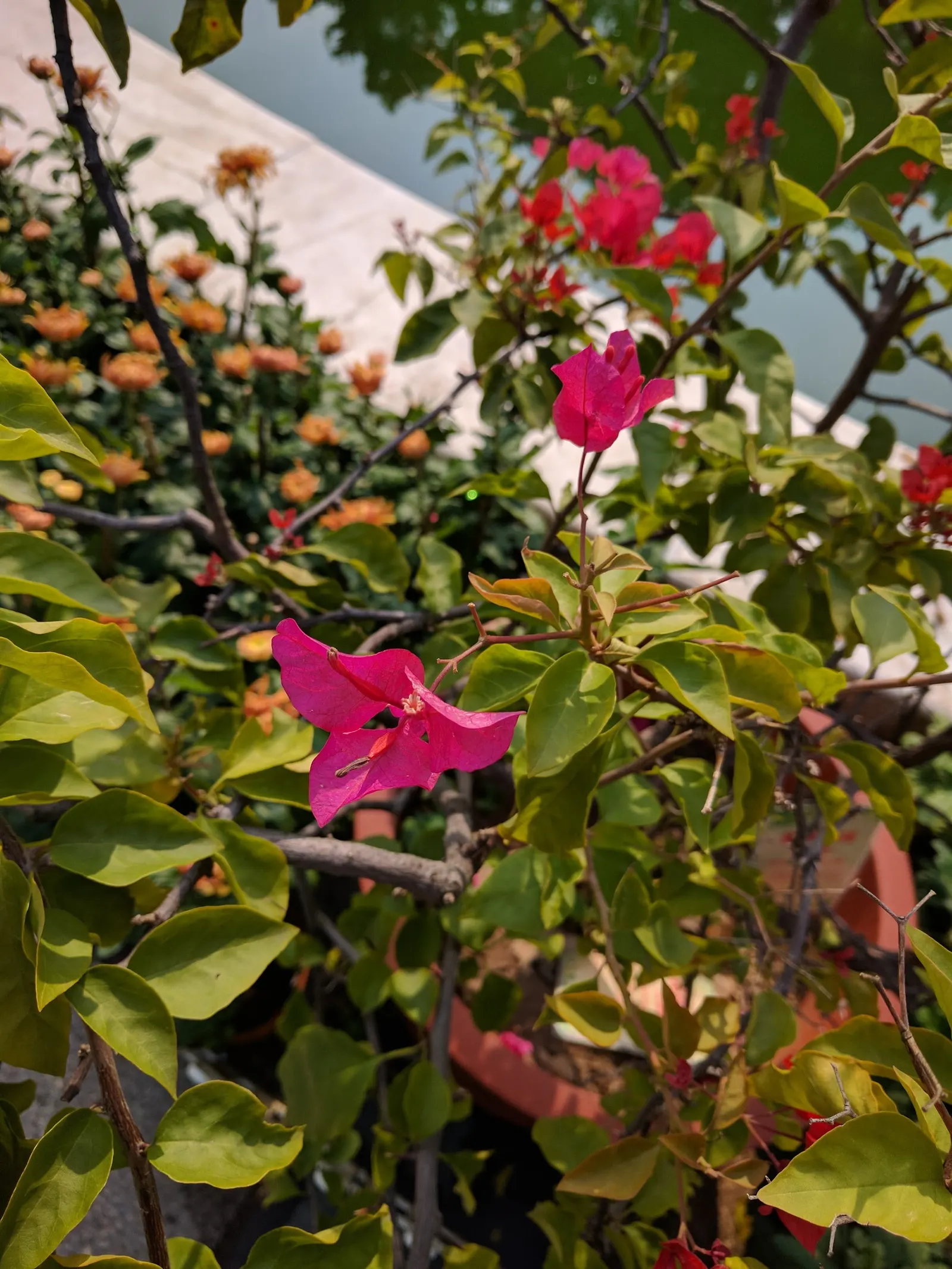 Bougainvillea (Bougainvillea Spectabilis) — pink and red flowers in the garden; this sun-loving perennial can reach up to 15-40 feet in height and, image 67