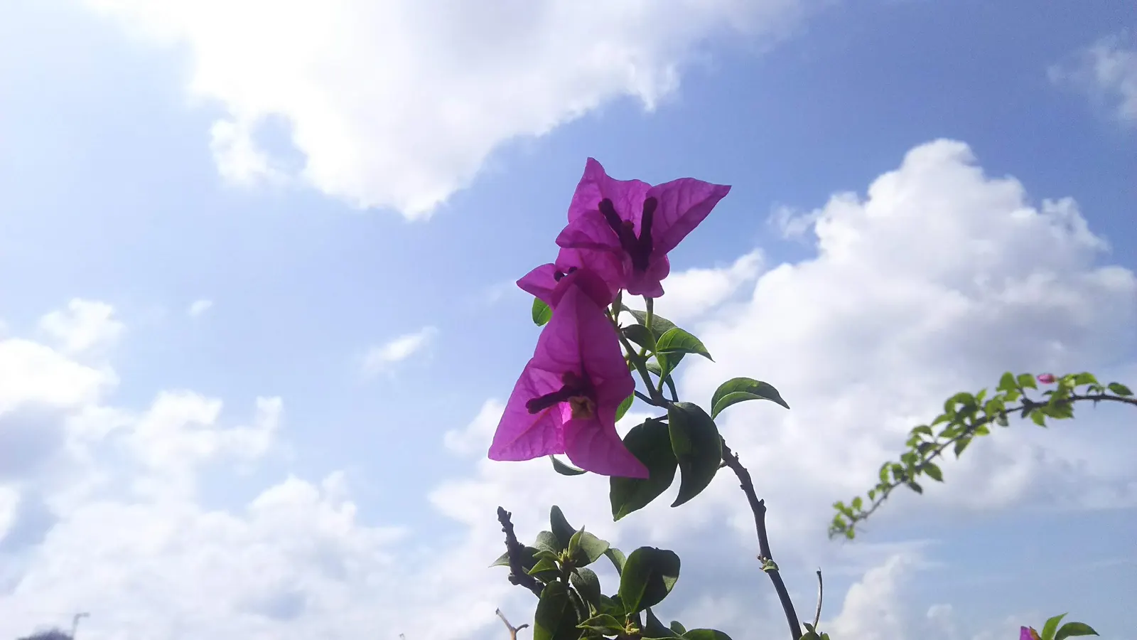 Bougainvillea (Bougainvillea Spectabilis) — vine with pink and red blooms; but they appreciate a balanced