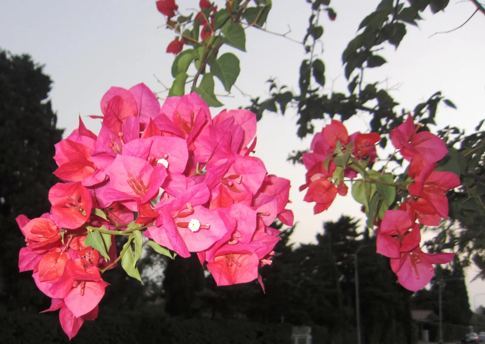 Bougainvillea (Bougainvillea Spectabilis) — In USDA zones 9 through 11; to climb and showcase its beauty effectively, image 61