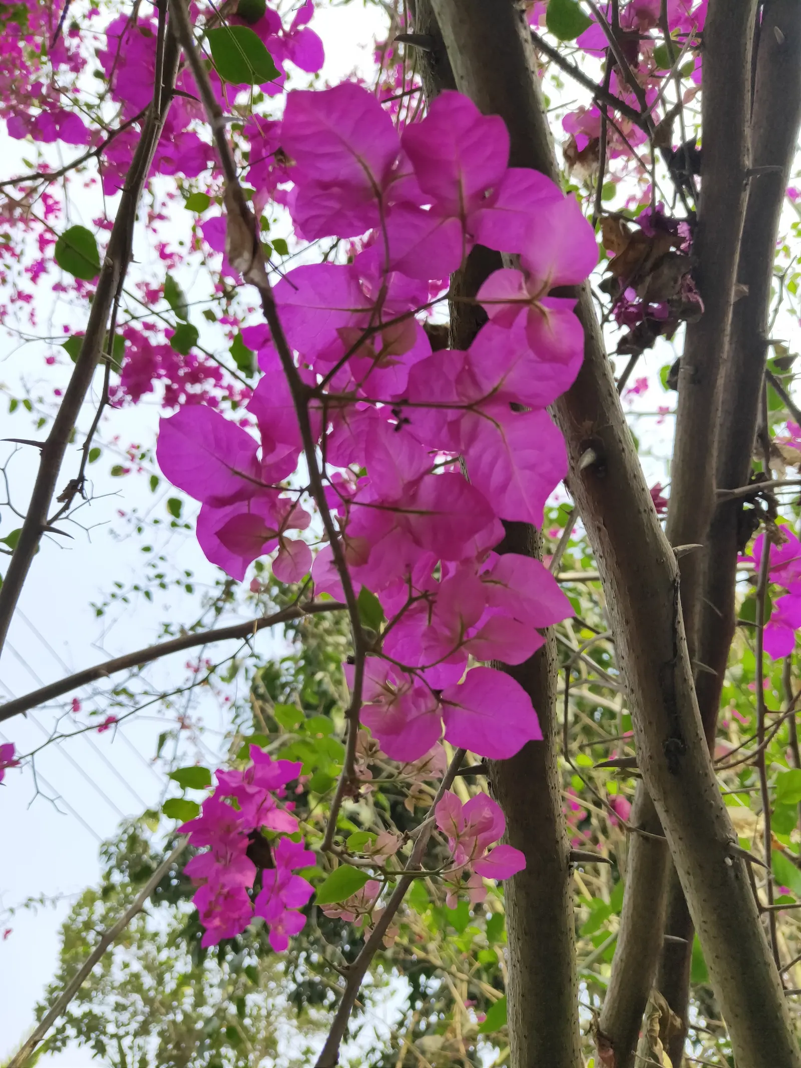 Bougainvillea (Bougainvillea Spectabilis) — slow-release fertilizer during their active growth periods in spring and summer; paper-like bracts that encircle