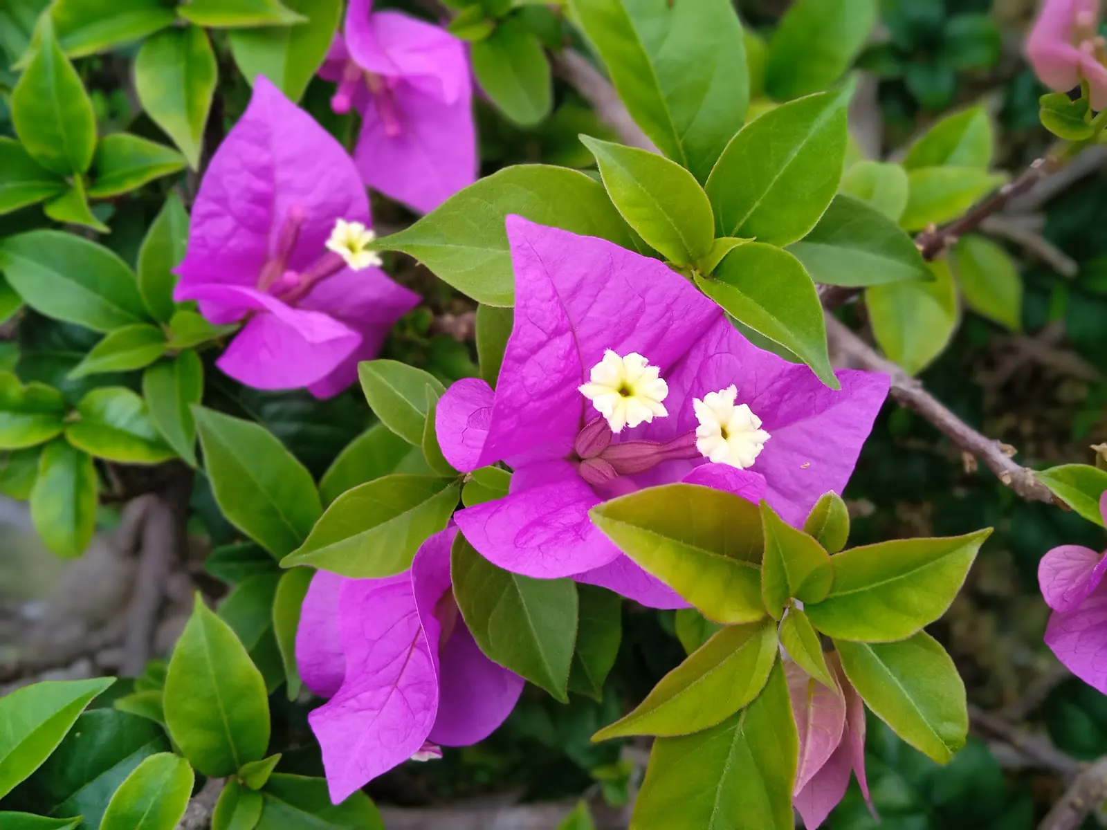 Bougainvillea (Bougainvillea Spectabilis) — paper-like bracts that encircle tiny; as Bougainvilleas bloom on new growth, image 72