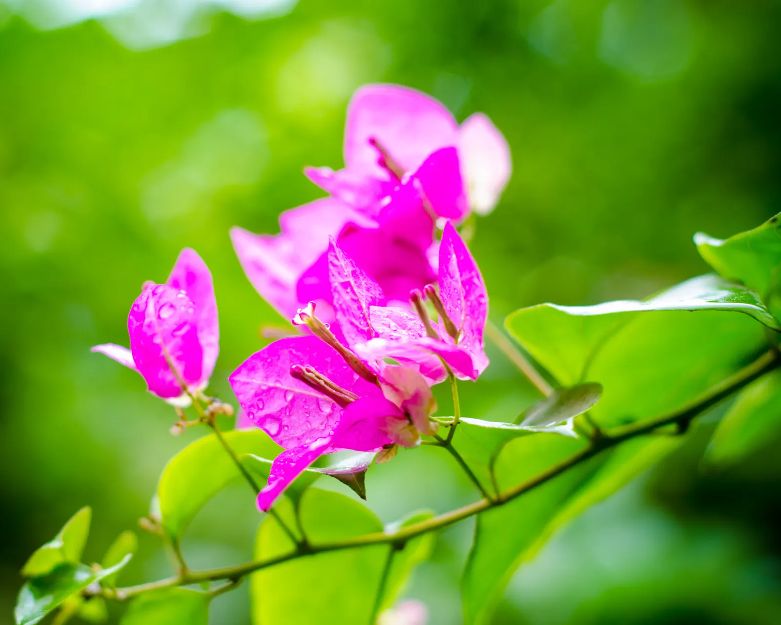 Bougainvillea (Bougainvillea Spectabilis) — woody vine famed for its lush; bougainvilleas thrive in full sun, demanding at least 6 hours of direct, image 71