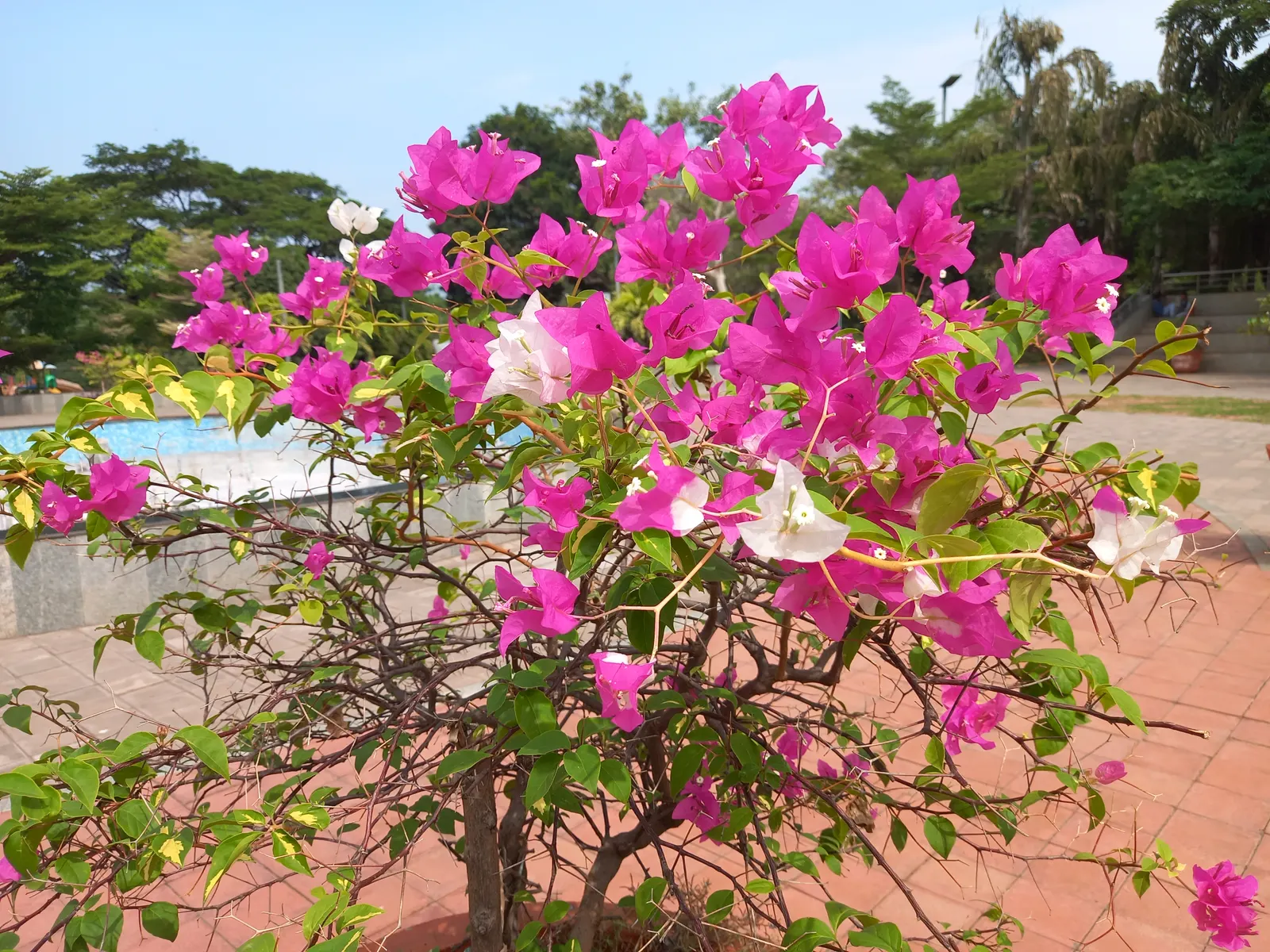 Bougainvillea (Bougainvillea Spectabilis) — but they appreciate a balanced
