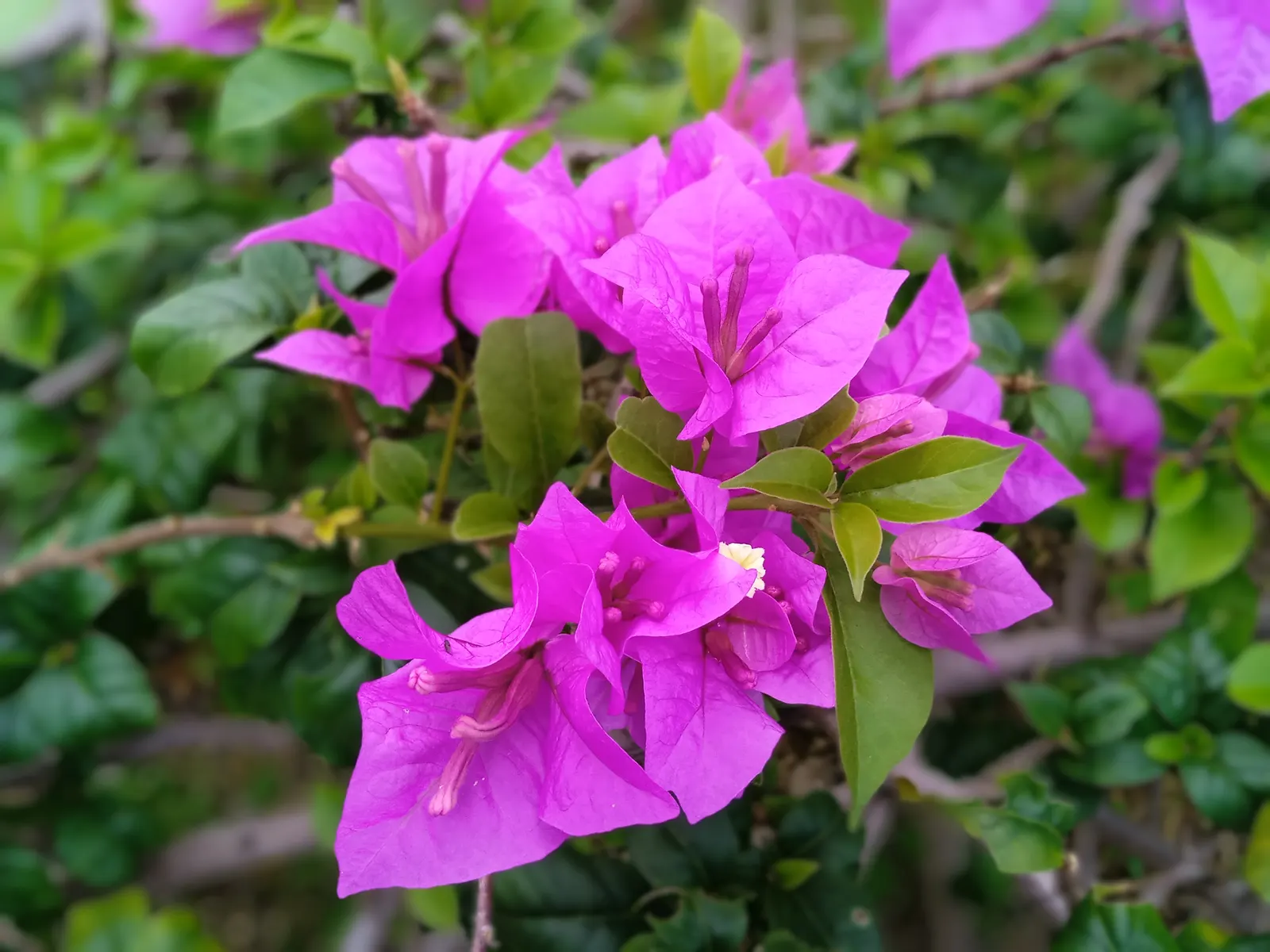 Bougainvillea (Bougainvillea Spectabilis) — to climb and showcase its beauty effectively; pink and red flowers in the garden, image 79