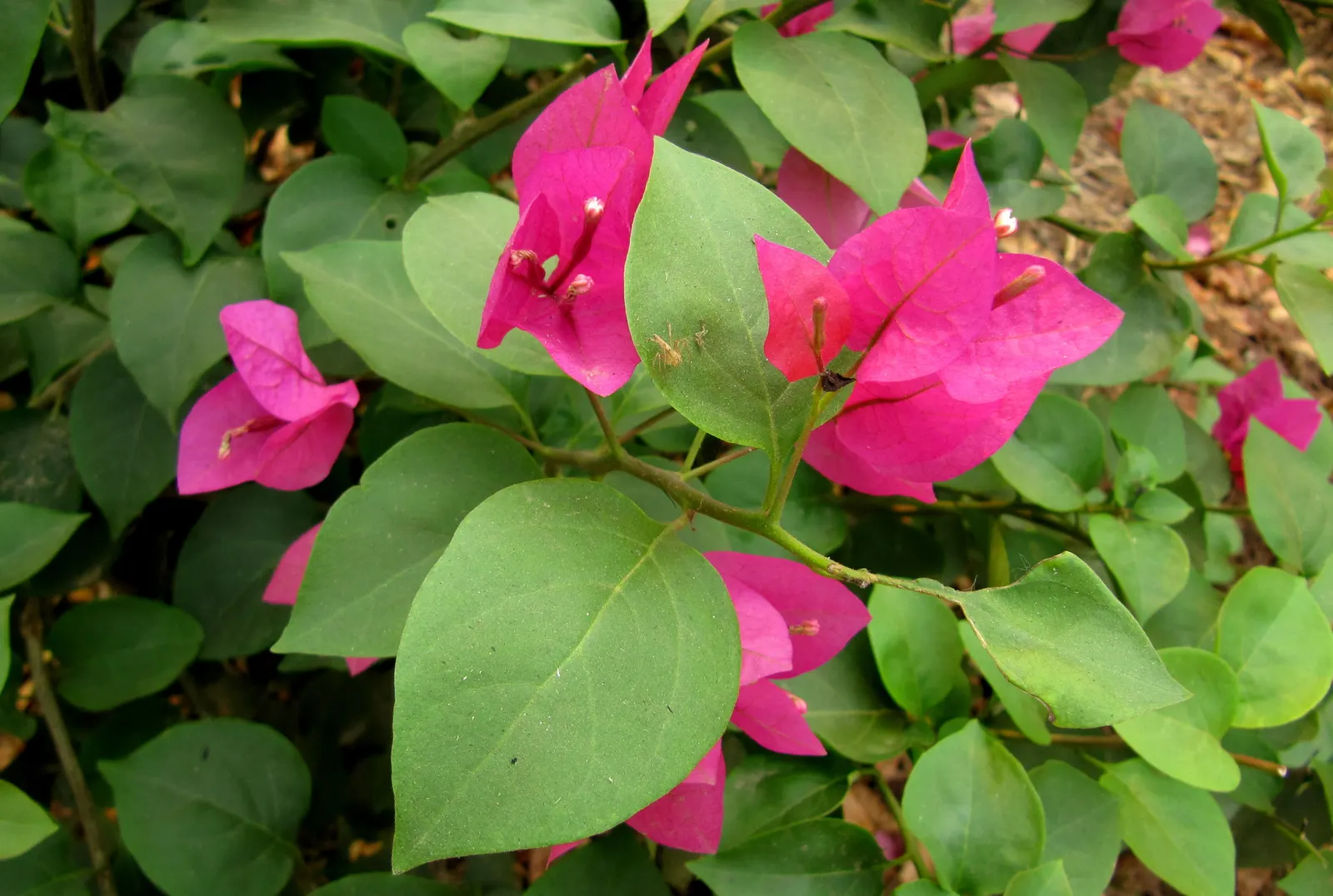 Bougainvillea (Bougainvillea Spectabilis) — as Bougainvilleas bloom on new growth; is a vibrant and hardy perennial vine that brings a lush and tropical flair