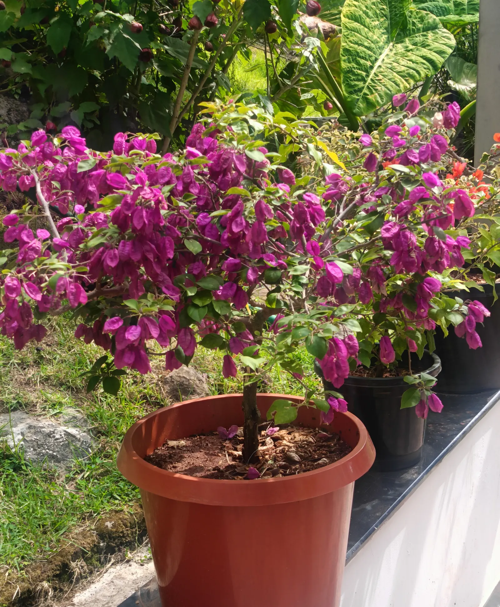 Bougainvillea (Bougainvillea Spectabilis) — Bougainvilleas thrive in full sun, demanding at least 6 hours of direct sunlight daily to bloom, image 57