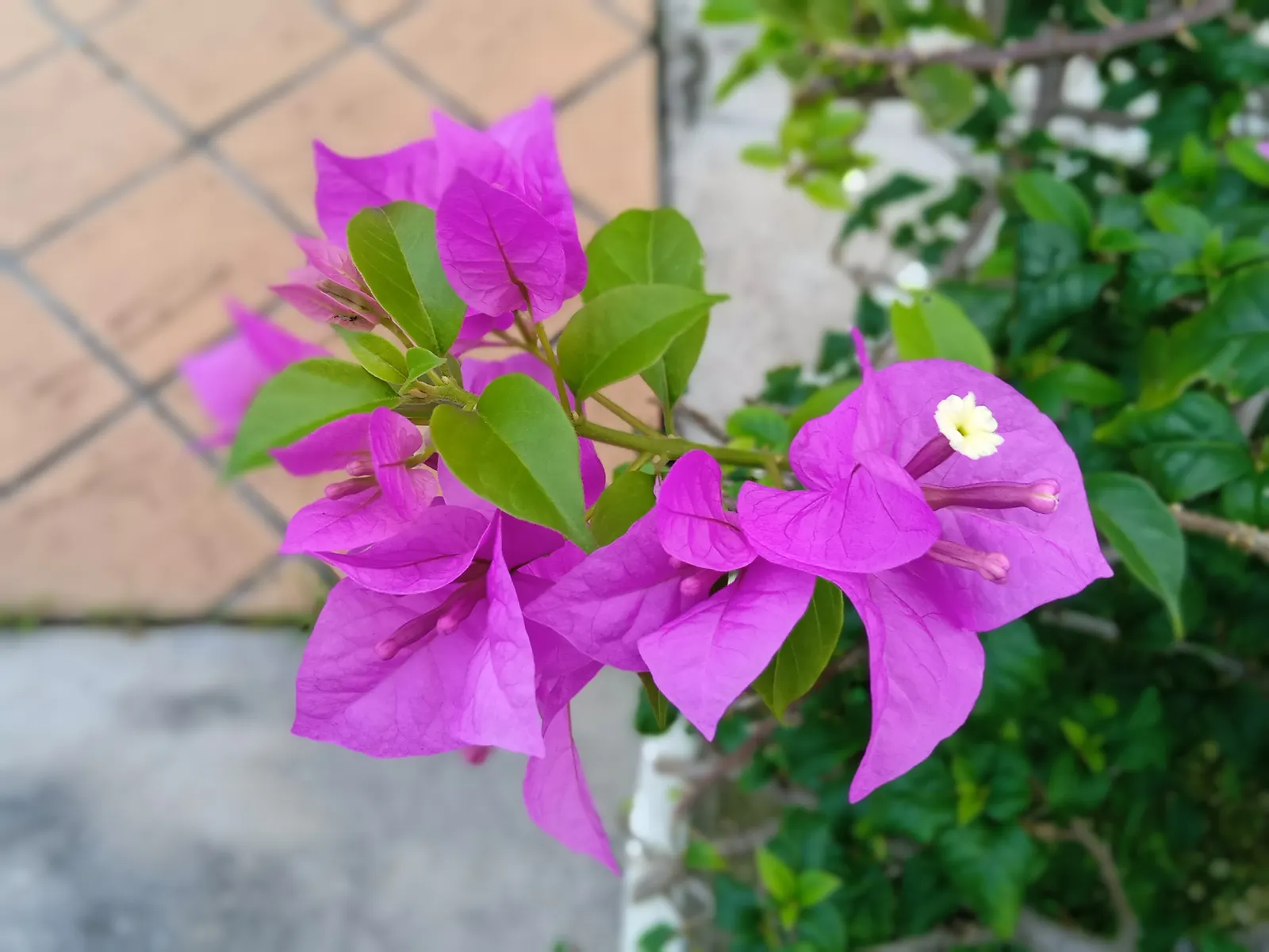 Bougainvillea (Bougainvillea Spectabilis) — such as a trellis or fence