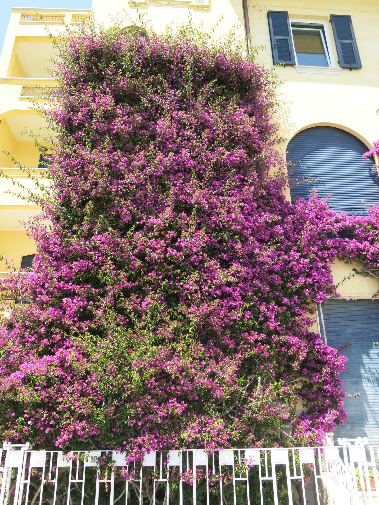 Bougainvillea (Bougainvillea Spectabilis) — This sun-loving perennial can reach up to 15-40 feet in height and is ideal for trellises