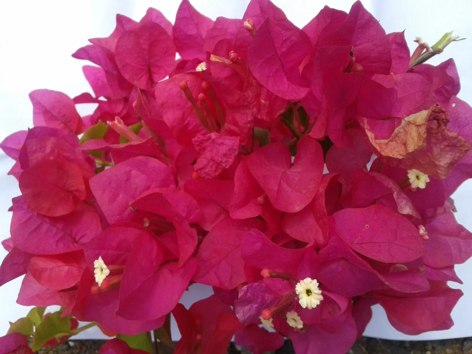 Bougainvillea (Bougainvillea Spectabilis) — vine with pink and red blooms; but they appreciate a balanced, image 68