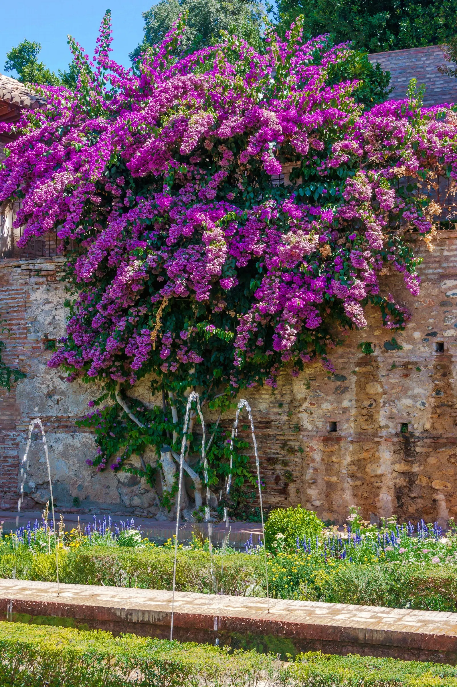 Bougainvillea (Bougainvillea Spectabilis) — paper-like bracts that encircle tiny