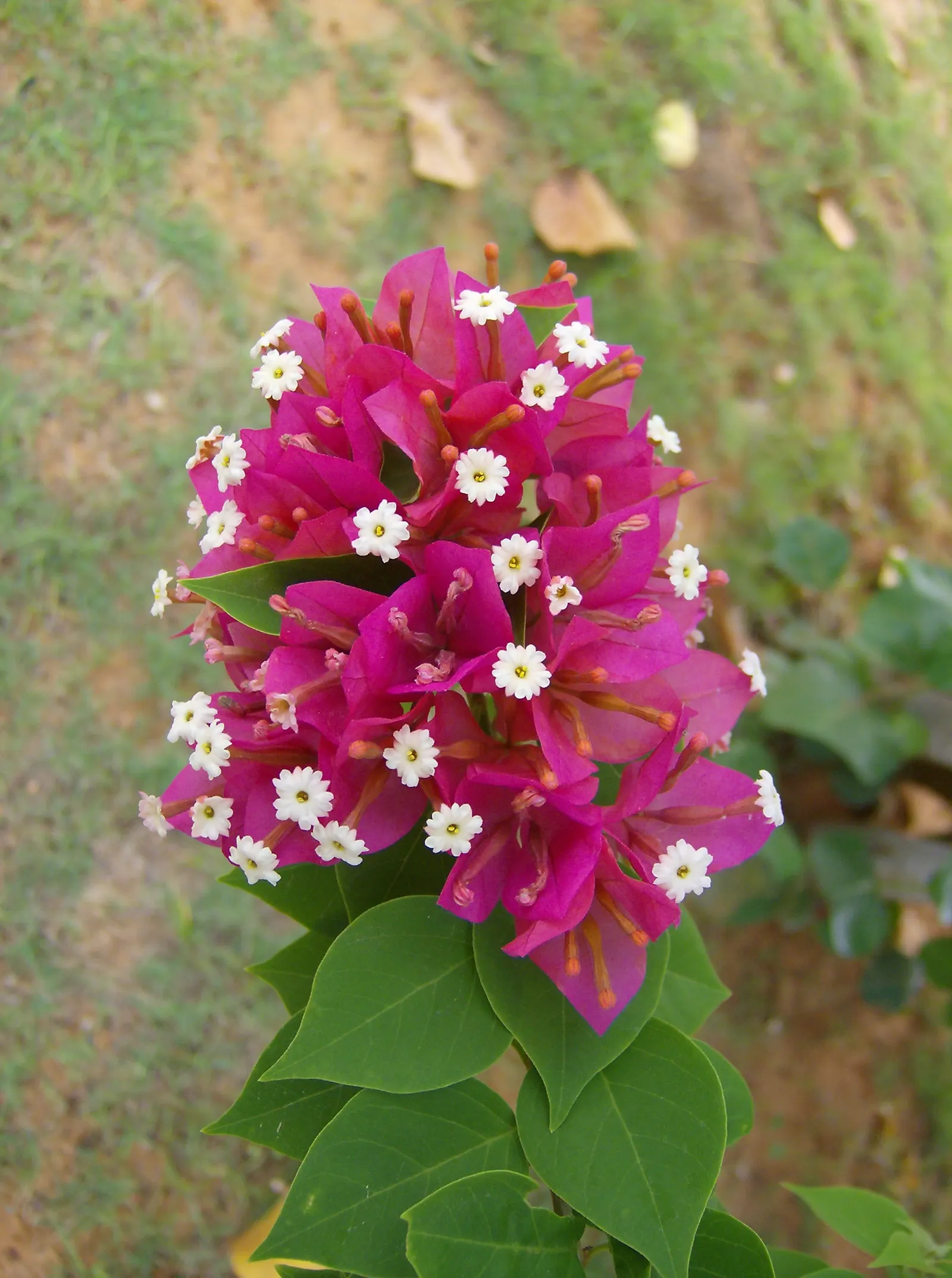 Bougainvillea (Bougainvillea Spectabilis) — is a vibrant and hardy perennial vine that brings a lush and tropical flair to any landscape design, image 77
