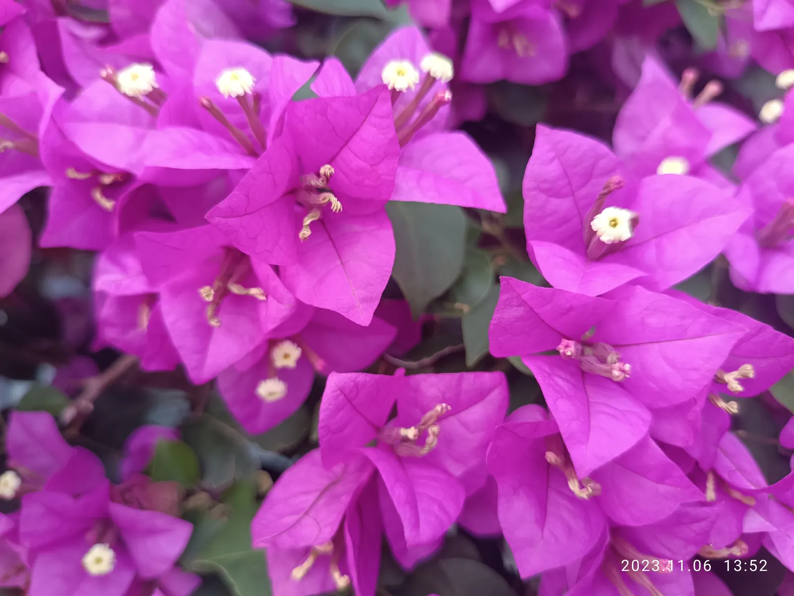Bougainvillea (Bougainvillea Spectabilis) — This sun-loving perennial can reach up to 15-40 feet in height and is ideal for trellises; they can be grown