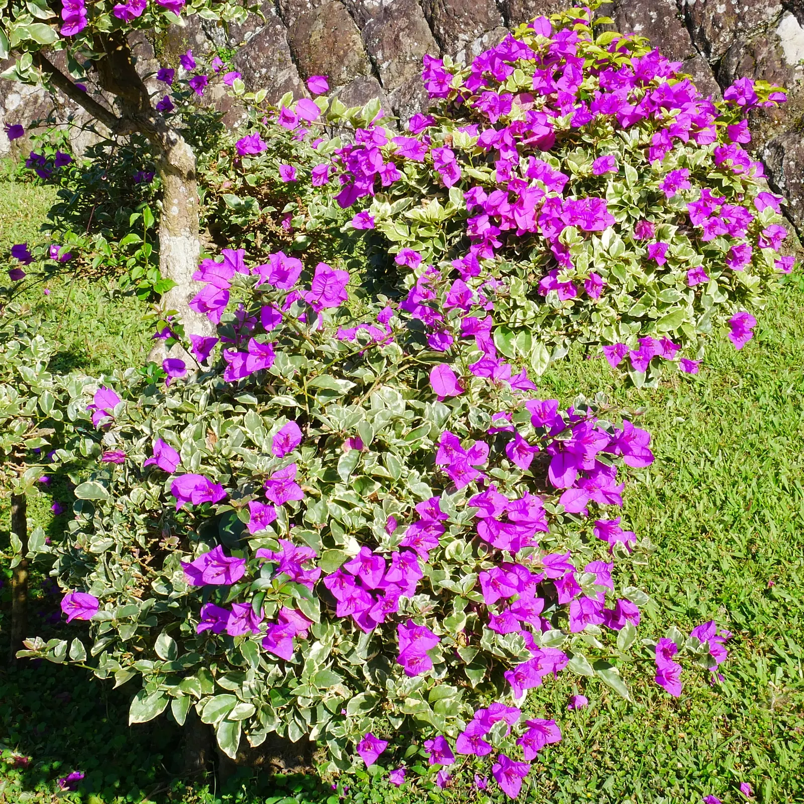 Bougainvillea (Bougainvillea Spectabilis) — making it an ideal choice for a show-stopping garden feature
